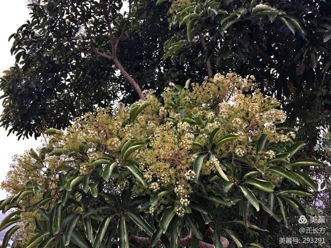 【山野自然笔记】乡土植物深圳马峦山