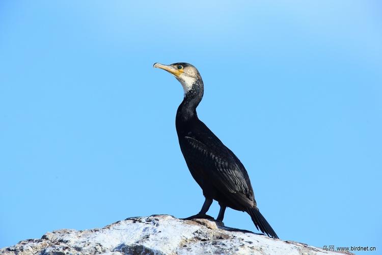 大连海上的暗绿背鸬鹚