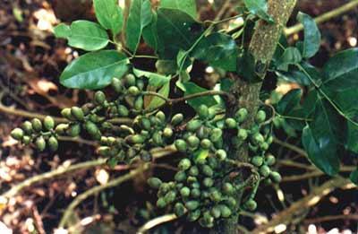 小叶买麻藤(麻骨风) gnetum parvifolium (warb.) c.y.