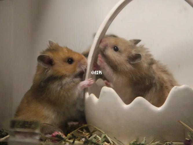 黑黄&虎纹原始长毛金丝熊_金丝熊_科为·城墅攻略