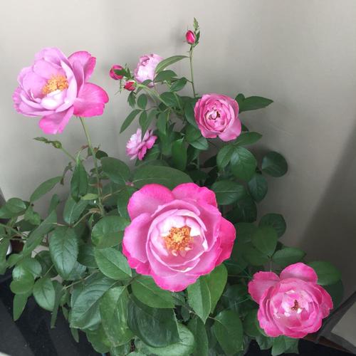 以香闻名的月季—羊脂香水,花美如芍药,花香飘满屋,四