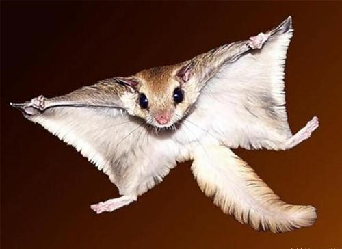 归属于松鼠科的寒号鸟,不是鸟类就算了,为啥还叫"虫"?