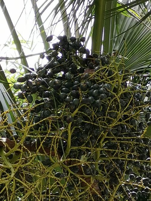 蒲葵 北港家和云居2020年6月yilan于南湖