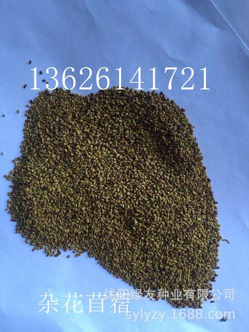 观赏牧草草籽 苜蓿草种子 杂花苜蓿 紫花苜蓿