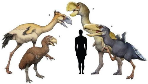 恐龙世界的继业者,骇鸟何以成为鸟中之王