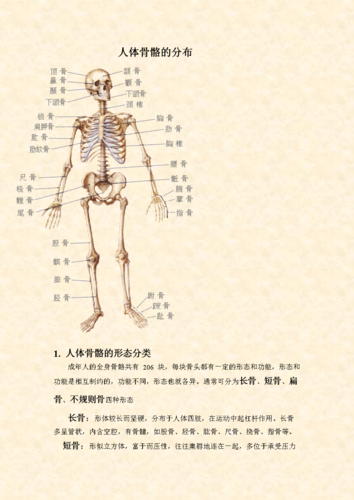 骨骼206块.doc