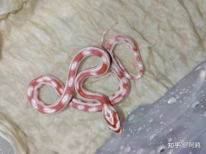 有卖宠物玉米蛇的吗