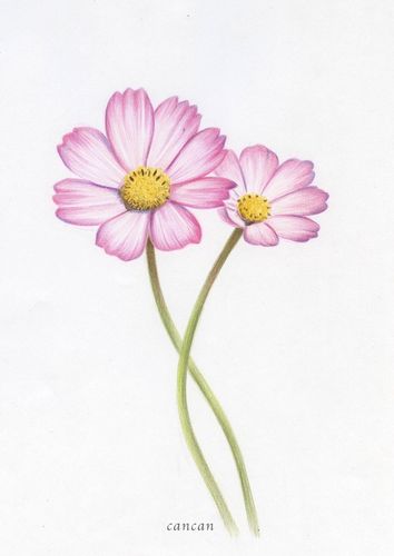 彩铅|画画花,不辜负这春暖花开