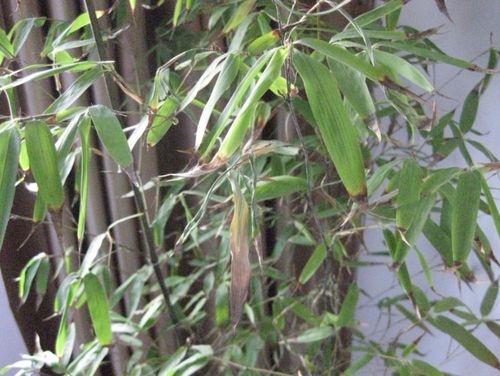 竹子黄叶黄了怎么办呀?