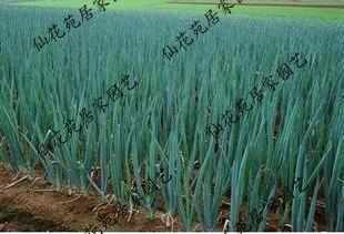 小葱种植到生长的手抄报 尊敬师长的手抄报