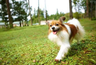 蝴蝶狗的图片,一组小巧灵动的蝴蝶犬照片欣赏