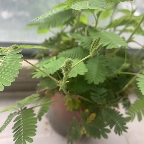含羞草