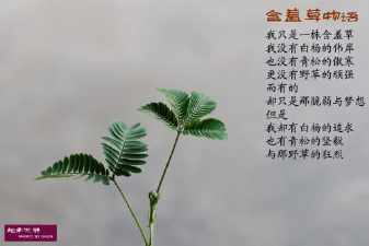 这关含羞草的手抄报 手抄报简单又漂亮