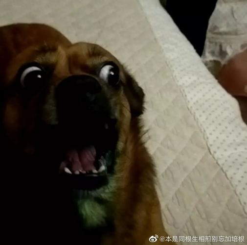 每一张都吓成表情包了.