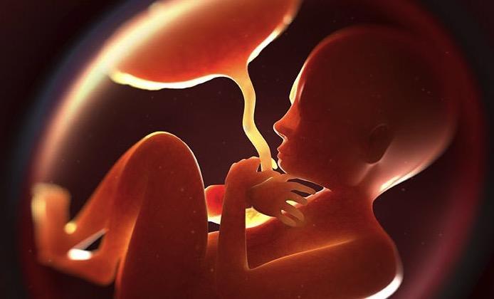 胎盘屏障的存在使得母体和胎儿的血液受到隔离,不能直接交流,也就是说