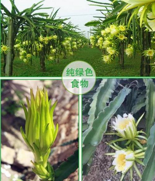 这味清热化痰的煲汤材料竟有假货,你吃对了吗?