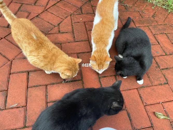 流浪猫_聚会_猫咪_动物_猫_晒猫