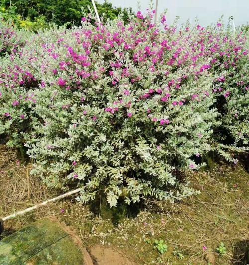 盆栽红花玉芙蓉球1.3米高多花灌纵花苗中山基地直销
