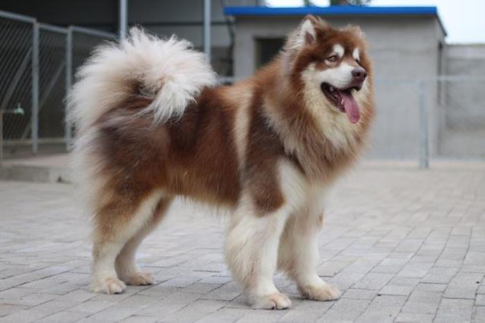 阿拉斯加雪橇(带你了解真正的阿拉斯加雪橇犬)