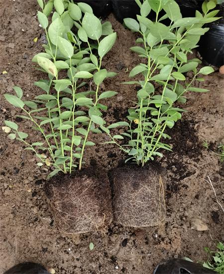 江苏无锡营养杯云雀蓝莓苗送货价格