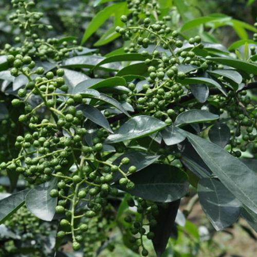 包邮四川新鲜青花椒 藤椒麻椒新鲜带枝调料调味品现摘