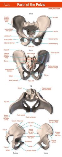 click the image to watch the anatomy of the pelvis video.