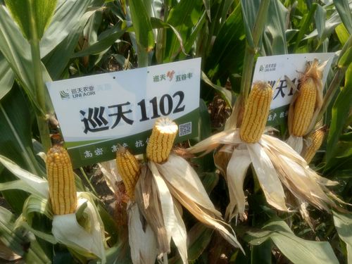 重磅推出黄淮海 东华北 西北三国审玉米新品种 巡天1102为中国玉米