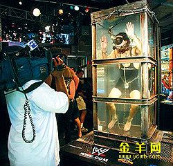 美幻术师水箱度过24小时水下生活后惊险逃生(图)