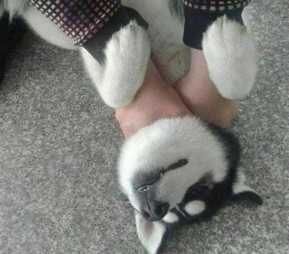 一人一狗就这么打起来了!网友一招锁喉制服.