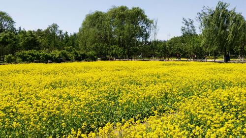 处赏花地,其中位于北京市海淀区玉泉山以东,颐和园以西的玉东郊野公园