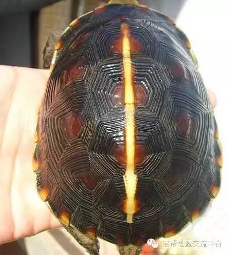 皖北黄缘背较高,壳色深,红斑小,金线细,纹路细;皖西黄缘背也较高,金线