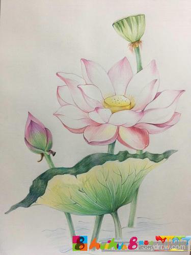 荷花彩铅画教程