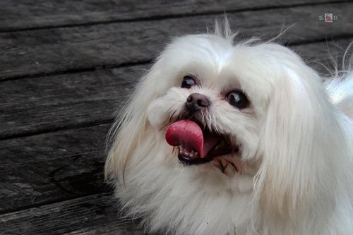 狗伸舌头可散热 (共 10 p)