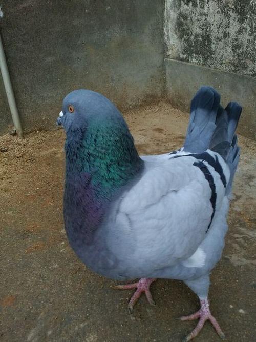 贵港供应观赏鸽肉鸽贵港成年元宝鸽出售品种优良