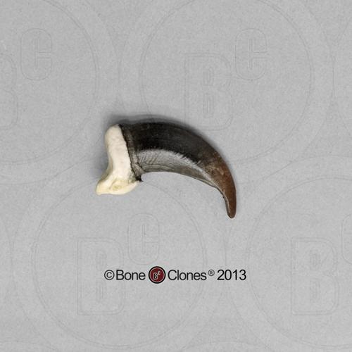 灰狼爪, wolf claw, credit by bone clone