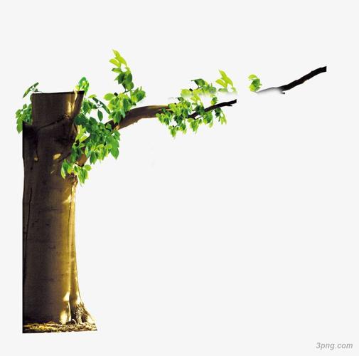 大树杆png素材透明免抠图片-动植人物