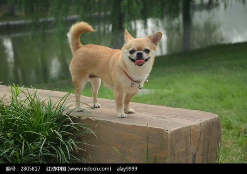 比喻句小狗尾巴像什么