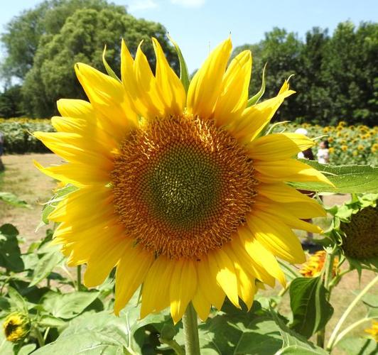 茎直立.果实灰色或黑色,称葵花籽.向日葵,是菊科向日葵属的植物.