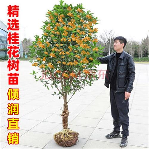 桂花树苗大树盆栽浓香型金桂丹桂四季桂八月桂盆栽庭院大型绿化美观观