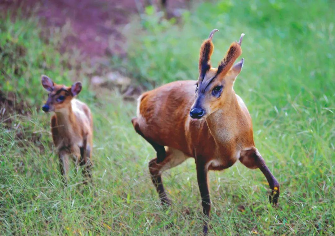 麂子 陈雄辉 摄
