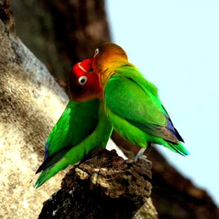 费氏牡丹鹦鹉(23张)