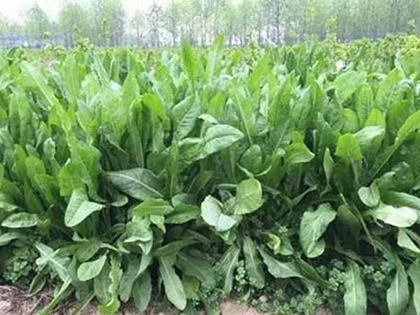 菊苣种子如何种植菊苣如何收获利用