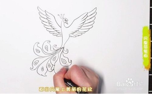 简笔画系列-怎么画凤凰简笔画