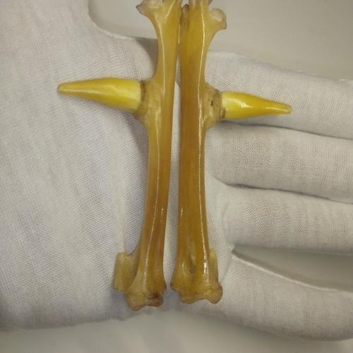 鸡脚骨文玩鸡爪骨手把件狍子角鸡蹬子老鸡拐子4-6公分老蹬子券后