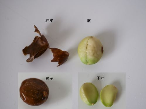 我把枇杷籽外面那层棕色的皮给剥了下