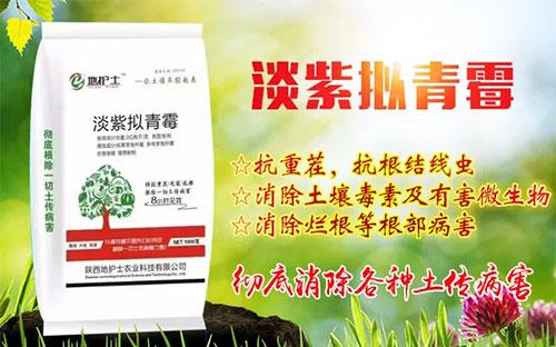 淡紫拟青霉-地护士!