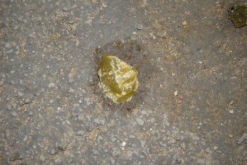 帮忙诊断这孔雀疾病,是霍乱?流感?传喉?还是混感?还是