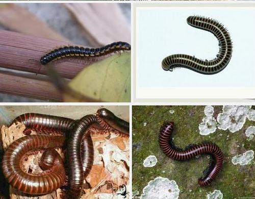 马陆虫长什么样,图片