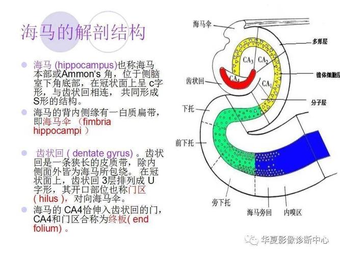 海马解剖结构与海马硬化的mri诊断