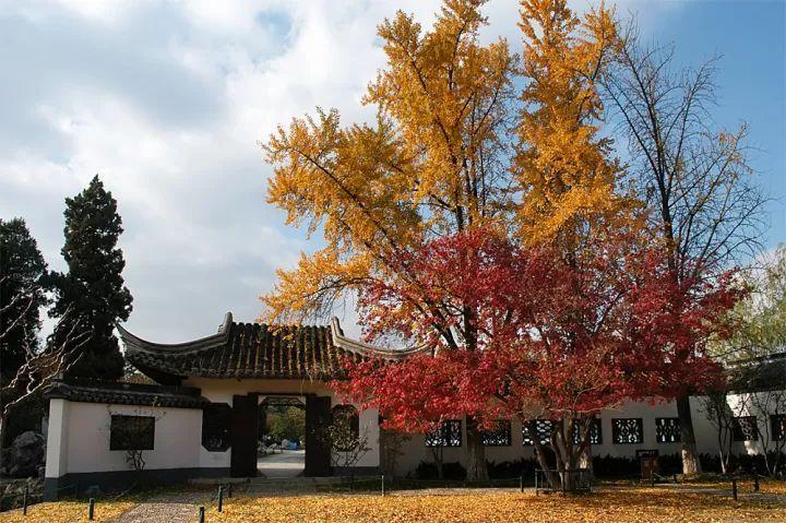 到11月下旬门票:35元/人地址:南京市建邺区水西门大街132号趁秋色正浓